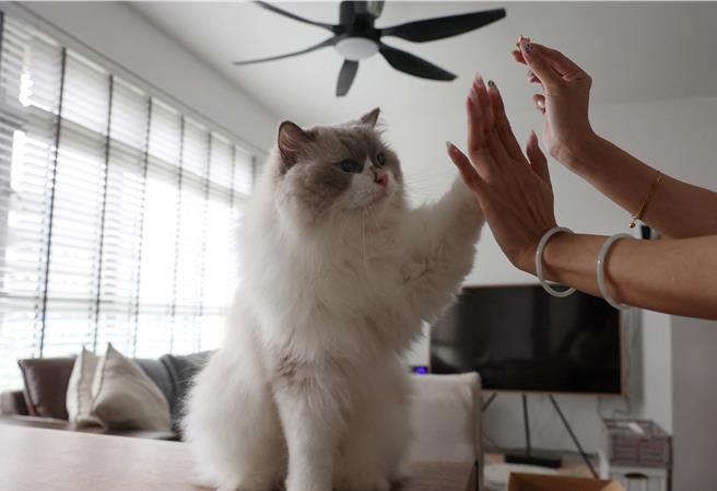 图为猫咪示意图，非当事猫咪。（路透社）