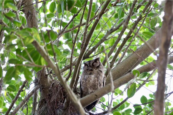 新丰国中近日出现一对领角鸮，县府农业处人员提醒民眾若发现野生猫头鹰务必通报县府，不要自己捡起来养以免触法。（新竹县府提供／邱立雅竹县传真）