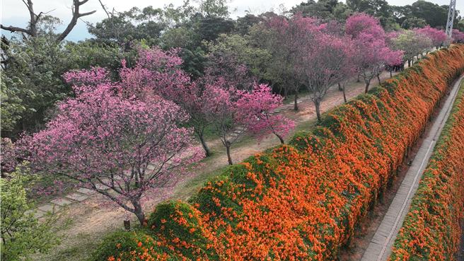 张麦斯透过空拍机拍下炮仗花、樱花同框美景。（张麦斯提供／李京升苗栗传真）