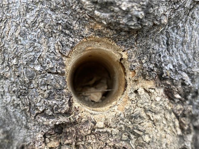 彰化縣員林市員林大道四段的水黃皮行道樹樹幹底處遭打洞，造成樹株枯死，孔洞工整，疑是專業器具所為。（孫英哲攝）