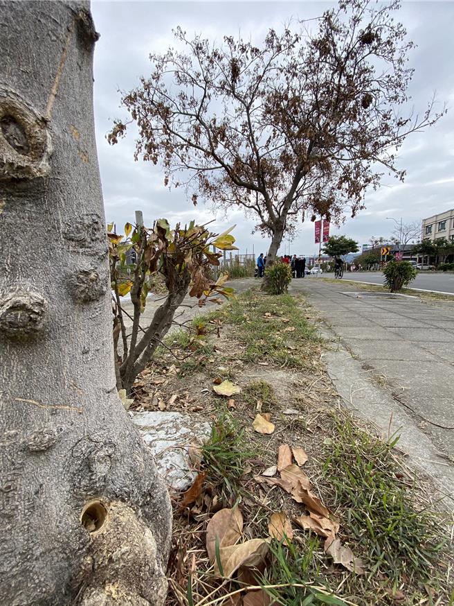 彰化縣員林市員林大道四段的水黃皮行道樹樹幹底處遭打洞，造成樹株枯死，孔洞工整，疑是專業器具所為。（孫英哲攝）