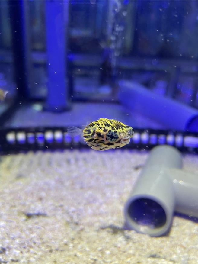 國內首度在人工環境中孕育六斑二齒魨，經過2個月的飼育，國立海科館即日起讓河魨寶寶在潮境智能海洋館與國人見面。（國立海科館提供／張志康基隆傳真）