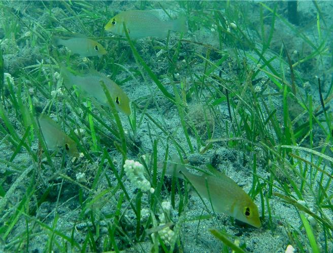 水试所表将在3月1日首次办理「世界海草日」活动，和国际接轨保育海草。（水试所提供／李欣恬台北传真）