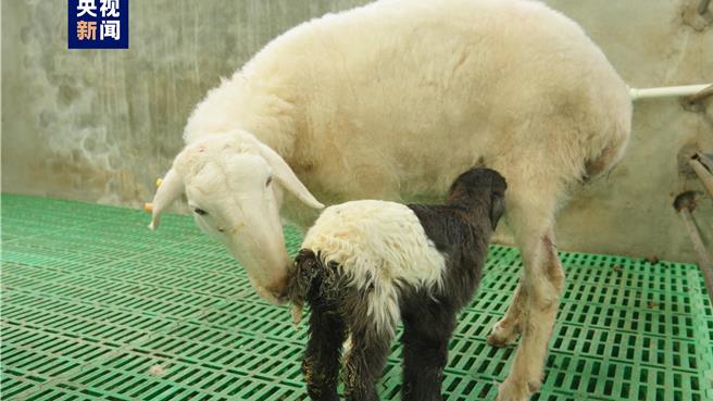 世界首例复制藏羊在青海诞生。（大陆央视）