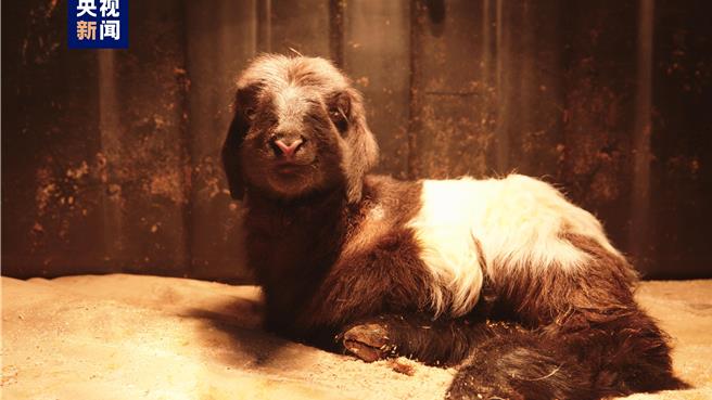 世界首例复制藏羊在青海诞生。（大陆央视）