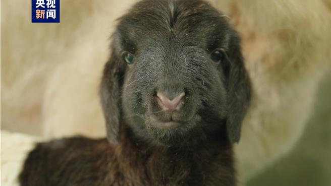 世界首例复制藏羊在青海诞生。（大陆央视）