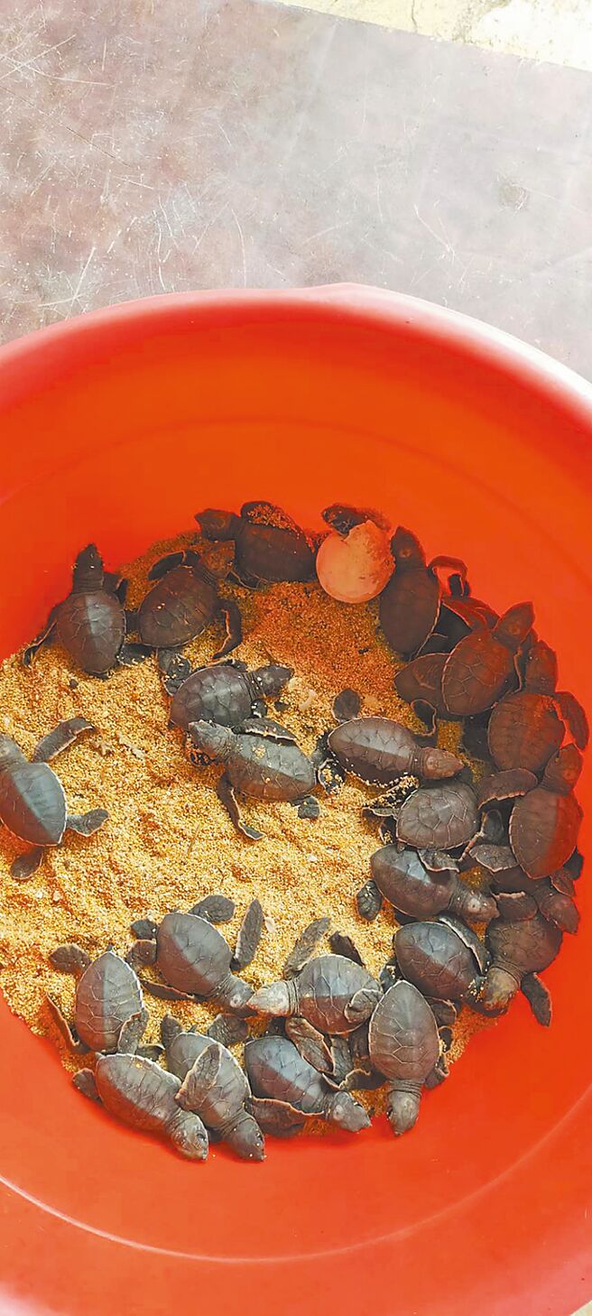 罕见！澎湖望安绿蠵龟保育区日前还见孵化，疑似暖冬影响。图为21日孵化出的稚龟。（澎湖县农渔局提供／许逸民澎湖传真）