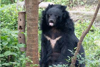34歲「黑熊爺爺」走了！北巿動物園忍痛人道處理