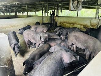 頭份違法養豬場偷排糞水 惡臭沖天！挨罰並勒令限期改善