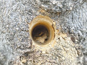 彰化又见路树杀手 员林大道遭殃