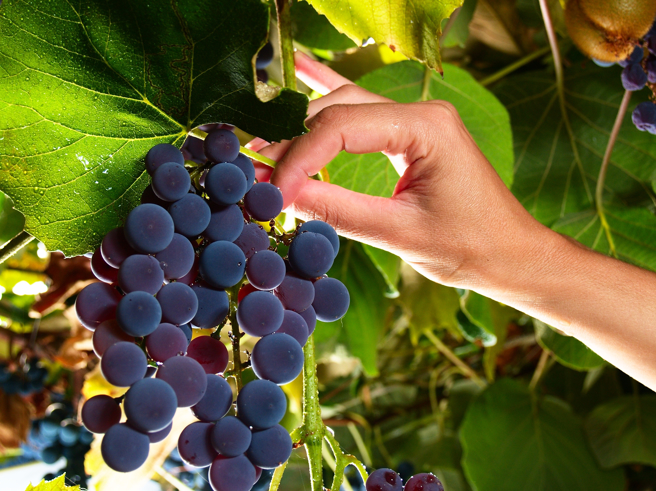 葡萄富含多酚，具有抗氧化、清除自由基的作用，也能降脂、抗发炎。 （示意图，Shutterstock／达志）