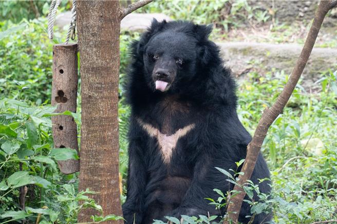台北市立動物園黑熊「小熊」昨日傍晚辭世。（台北市動物園提供／蔡佩珈台北傳真）