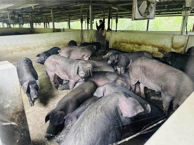 该养猪场环境脏乱、传出阵阵恶臭。（陈光轩提供／李京升苗栗传真）