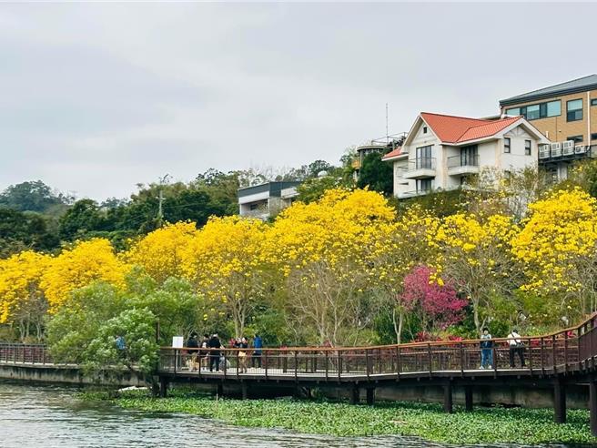 3月将迎来黄花风铃木盛开的季节，新竹县府交旅处盘点在地优质赏花景点，提供民眾参考。（新竹县府提供／邱立雅竹县传真）