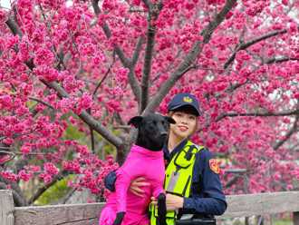 「最美派出所」樱花季配超正女警！民眾歪楼直衝现场却扑空