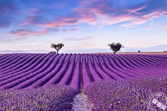 2024全球花季懒人包  打「包」报您知！