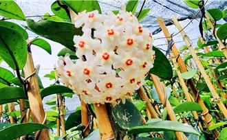 拿發票換苗木 台東10場免費贈苗時間地點一次看