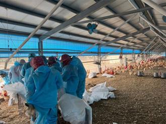 雞屍遍野！雲林縣禽流感疫情升溫  撲殺近7萬隻