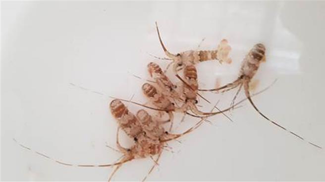 农业部水产试验所取得龙虾玻璃稚虾培育技术的重大突破，成功建立龙虾中间育成技术，顺利将玻璃虾苗的体型由2公分培育至5公分，且育苗成功率超过7成。（水试所提供／李欣恬台北传真）