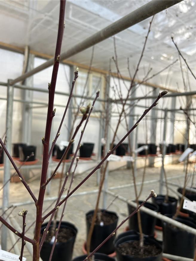 前一批引種桃苗花苞已開始萌動。（福壽山農場提供／陳淑娥台中傳真）