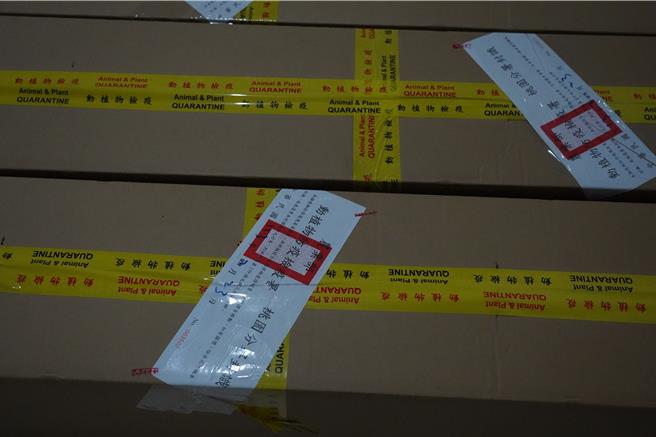 防檢局人員今日抵場，查驗確認後，新品種苗木隨即移入農場檢疫溫室。（福壽山農場提供／陳淑娥台中傳真）