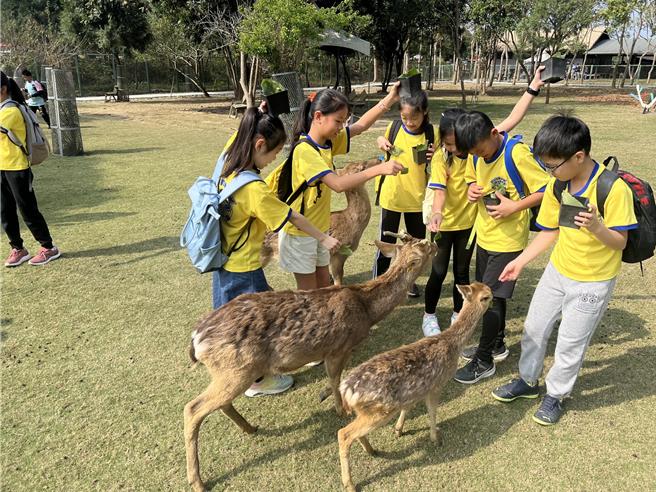 小学生贴身观察鹿，透过参访了解鹿相关产业。（曹婷婷摄）