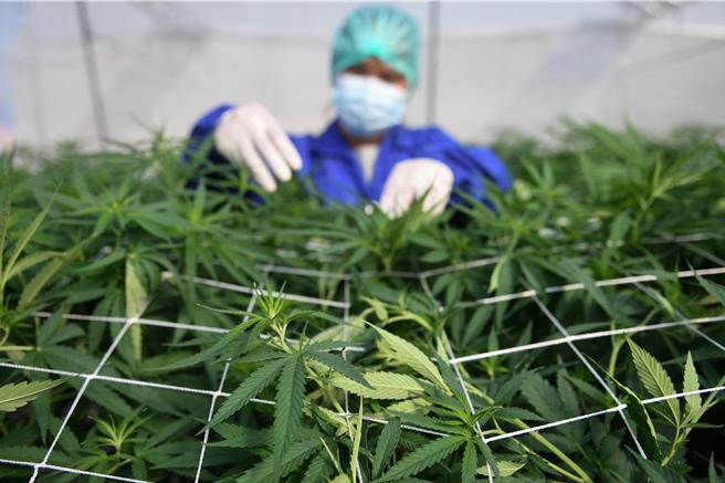 泰国卫生部长崇南（Cholnan Srikaew）透露，泰国政府计划今年底前禁止大麻作为娱乐和休閒用途。（路透社）