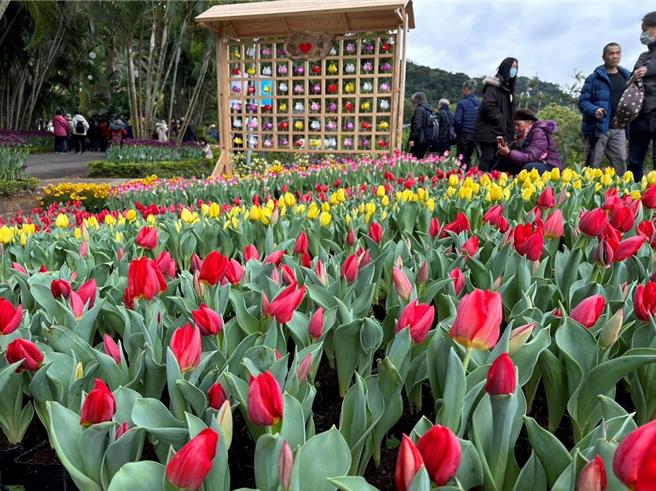士林官邸舉辦鬱金香展邁入第7年，年年都有美麗的鬱金香花海及多樣主題讓民眾大飽眼福。(黃敬文翻攝)
