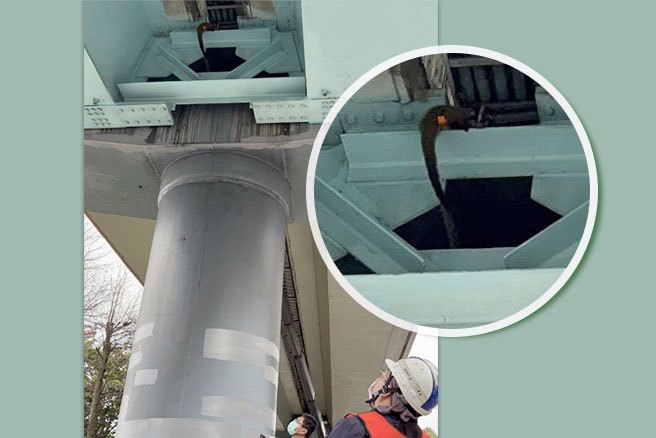 台北市動物保護處本月26日接獲通報，在捷運文湖線木柵站發現有白鼻心誤闖捷運軌道，疑似曾遭捷運撞傷，獲報後立即與捷運公司派員抵達現場合力救獲白鼻心。(黃敬文翻攝)