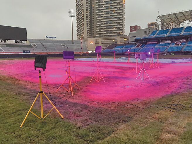 桃園棒球場優化工程，目前總工程進度7成，球場草皮加照植物生長燈。（桃園市體育局提供／賴佑維桃園傳真）