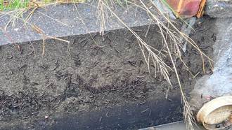 有大地震要發生？新竹山區萬隻馬陸竄出爬滿樹幹 山友看照片尖叫