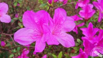 淡淡的三月天！2024台北杜鵑花季今登場 賞花全攻略