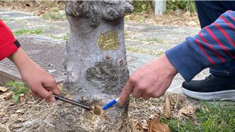 员林行道树命案破案！不满落叶影响工程 包商买凶「杀树」