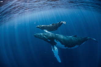 罕見拍到座頭鯨交配 專家一看大驚「都是男的」