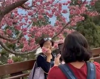 赏樱乱象！清境农场樱花盛开  缺德游客攀折樱花摆拍