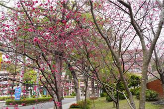 賞櫻花不用到武陵農場  大葉大學有1000多棵正綻放