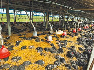 禽流感急升溫 雲林撲殺近7萬隻