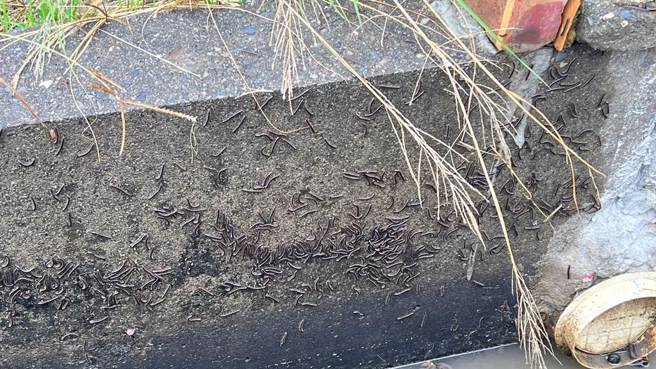 图为2022年台南芭乐园窜出大量马陆，吓坏当地果农，与内文无关。(资料照／张毓翎摄)