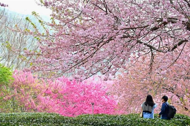 武陵農場櫻花季已於2月29日圓滿落幕，今年入園遊客減少近3萬人。（武陵農場提供）