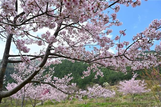 園區目前還有晚生的櫻花可欣賞，千島櫻目前已盛開。（武陵農場提供）