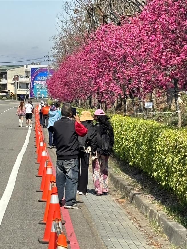 警方为赏花民眾安全，于后里区三丰路四段、五段为省道台13线部份路段，于路旁沿线摆设交通锥，提醒用路人注意安全。（大甲警分局提供／张妍溱台中传真）