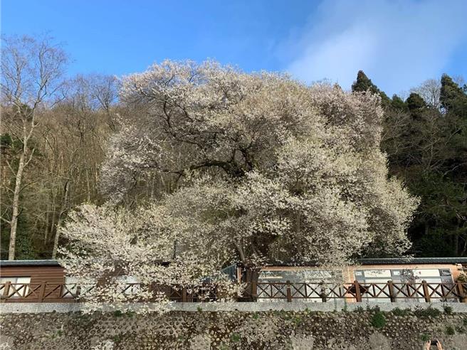 观雾国家森林游乐区雾社樱王目前已近盛开。（读者提供／谢明俊苗栗传真）