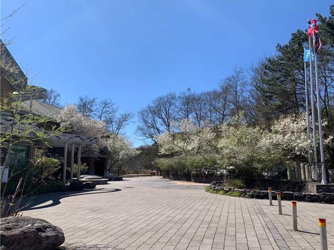 观雾国家森林游乐区内还有许多品项樱花目前都已盛开。（读者提供／谢明俊苗栗传真）