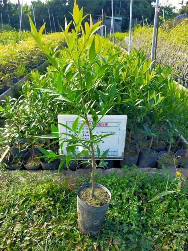 竹柏具有長壽、健康的意涵，四季常綠是優良的景觀植物。（林業署嘉義分署提供／廖素慧嘉義傳真）