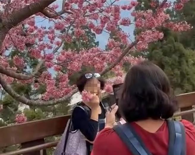 清境農場粉紅佳人盛開，無良遊客涉嫌隨意攀折櫻花，將折下的櫻花擺放在臉龐、下巴等處擺拍。（民眾提供／楊靜茹南投傳真）