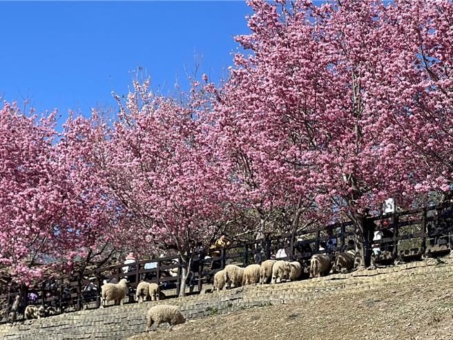清境農場粉紅佳人盛開，還有可愛的襪來黑鼻羊，吸引大批遊客造訪。（楊靜茹攝）
