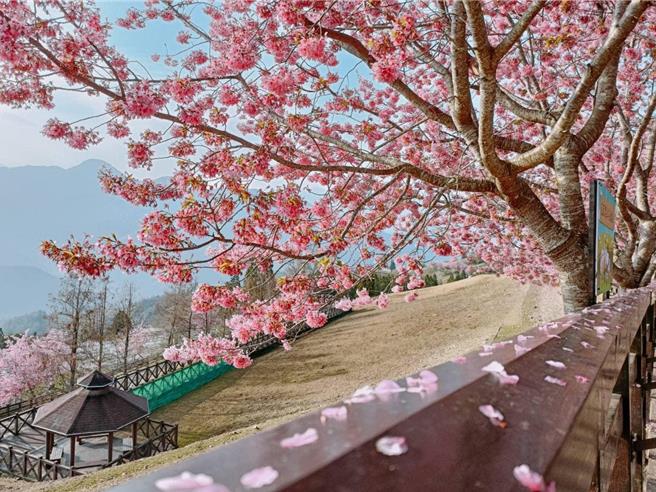 清境青青草原的粉紅佳人盛開，粉色櫻花進入櫻吹雪的階段，徐徐微風吹來掀起櫻吹雪相當浪漫。（清境農場提供／楊靜茹南投傳真）