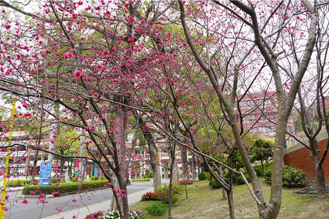 大叶大学校园内的樱花正绽放。（大叶大学提供／林志成台北传真）