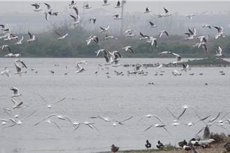 國家級布袋溼地生態園區鳥況佳 邀民春季賞水鳥之美