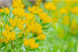 桃园鲁冰花季亮点 「和窑文创园区」热闹开窑